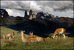 TORRES DEL PAINE - CHILE